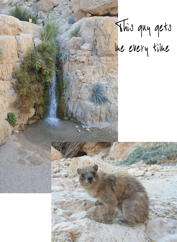 Hyrax